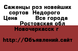 Саженцы роз новейших сортов. Недорого. › Цена ­ 350 - Все города  »    . Ростовская обл.,Новочеркасск г.